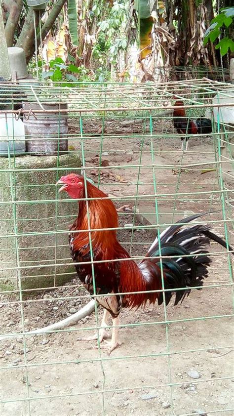 texas manok panabong for sale philippines|Search result for ' manok for sale .